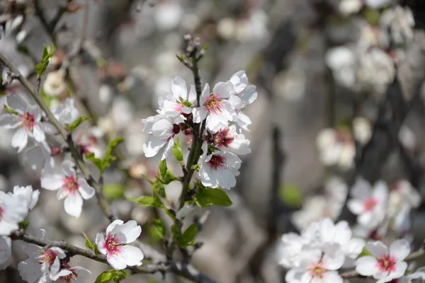 アーモンドの木の上の花 コスタリカ スペイン — ストック写真