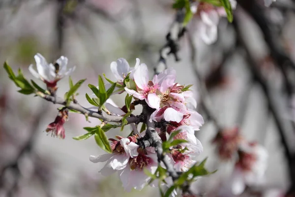 アーモンドの木の上の花 コスタリカ スペイン — ストック写真