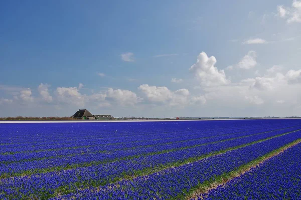 Campo Giacinto Nel Mese Aprile Vicino Julianadorp Provincia Olanda Settentrionale — Foto Stock