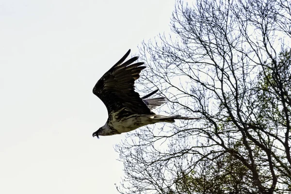 Abutre Barbudo Voador Gypaetus Barbatus Também Conhecido Como Abutre Lammergeier — Fotografia de Stock