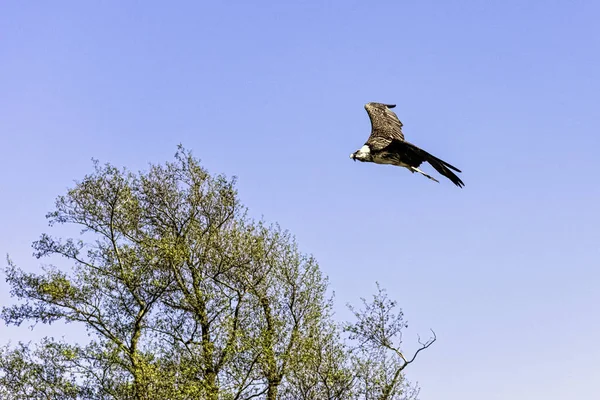 Vautour Barbu Volant Gypaetus Barbatus Également Connu Sous Nom Vautour — Photo