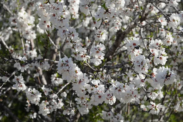 Blossoms Almond Tree Costa Blanca Spain — Stock Photo, Image