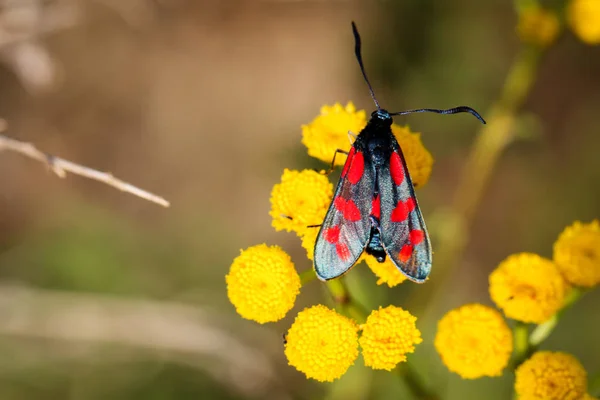 Închiderea Unui Fluture Care Învârte Plantă — Fotografie, imagine de stoc