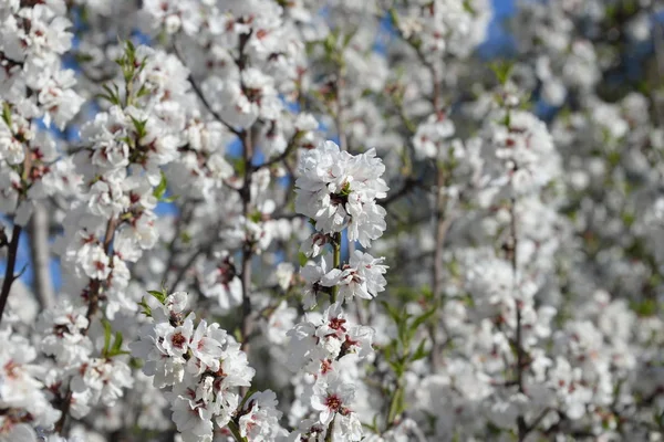 Kwiaty Drzewie Migdałowym Costa Blanca Hiszpania — Zdjęcie stockowe