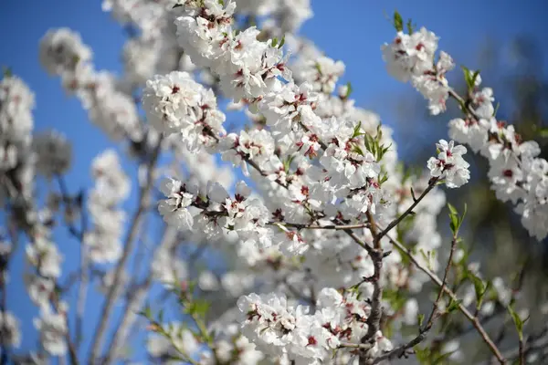 Fleurs Sur Amandier Costa Blanca Espagne — Photo