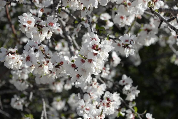 Цветы Миндальном Дереве Коста Бланка Испания — стоковое фото