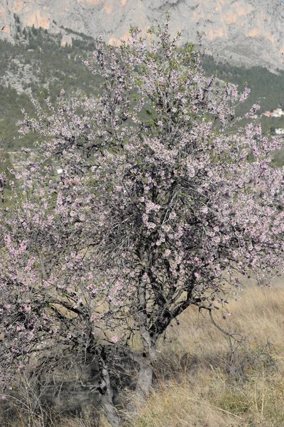 Fleurs Sur Amandier Costa Blanca Espagne — Photo