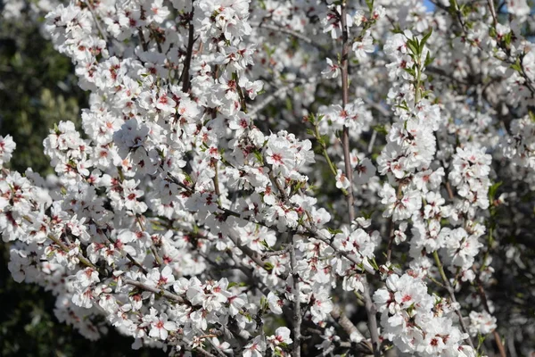 Kwiaty Drzewie Migdałowym Costa Blanca Hiszpania — Zdjęcie stockowe