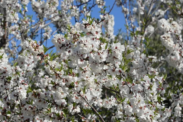 Fleurs Sur Amandier Costa Blanca Espagne — Photo