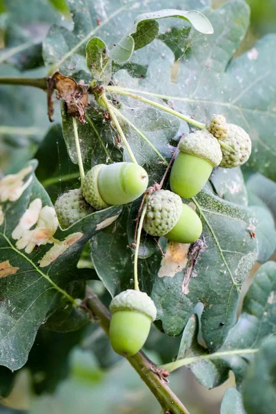 Detail of acorns on an oak, and acorns