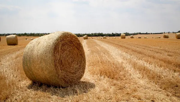 Τομέας Σιτηρών Καλλιέργεια Σιτηρών Τοπίο Γεωργίας Υπαίθρου — Φωτογραφία Αρχείου