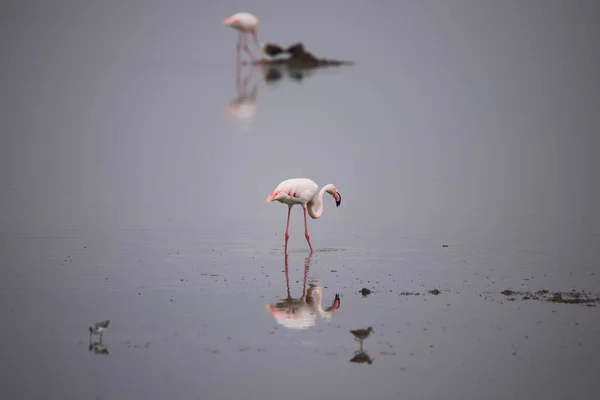 Zwei Flamingos Und Einige Andere Vögel Spiegeln Sich Wasser — Stockfoto