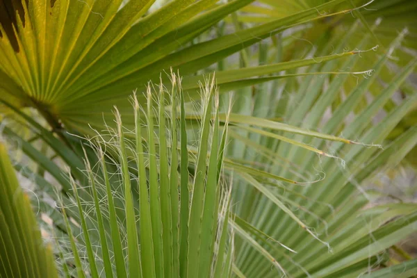 Feuilles Palmier Dans Province Alicante Costa Blanca Espagne — Photo