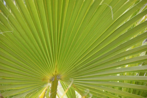 Palm Leaves Province Alicante Costa Blanca Spain — Stock Photo, Image