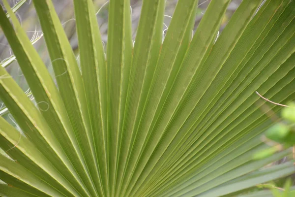 Palmenblätter Der Provinz Alicante Costa Blanca Spanien — Stockfoto