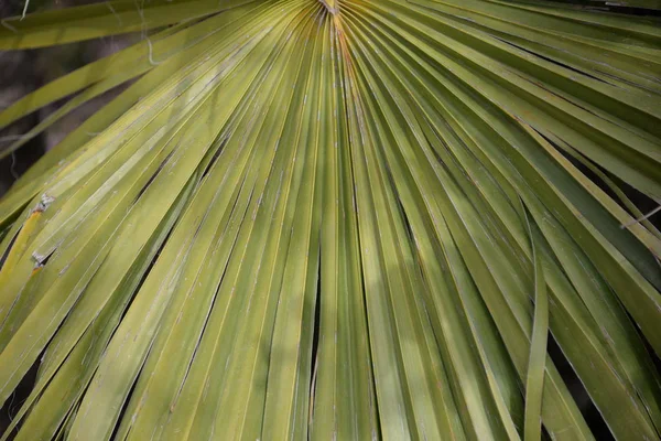 Palmblad Provinsen Alicante Costa Blanca Spanien — Stockfoto