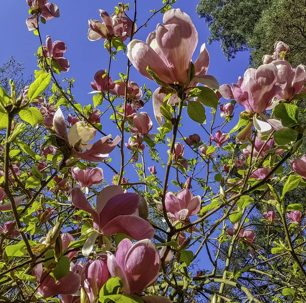 Цветущие Лепестки Магнолии Весенняя Флора — стоковое фото