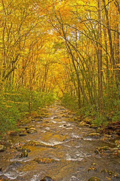 Wild Stream Flowing Μέσα Από Ένα Canopy Του Κίτρινου Great — Φωτογραφία Αρχείου