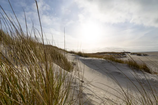 Hardy Marram Grass Orörda Vita Sanddyner Bakgrundsbelyst Dimmig Sol Ett — Stockfoto