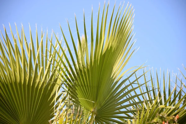 アリカンテ県 コスタリカ スペインにヤシの葉 — ストック写真