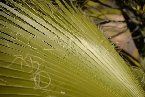 Palm Leaves Province Alicante Costa Blanca Spain — Stock Photo, Image