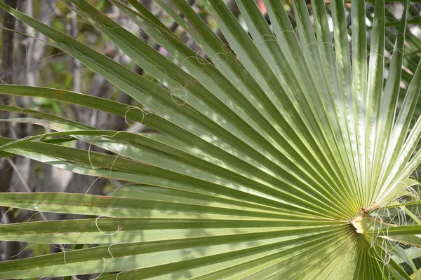 Palm Leaves Alicante Tartományban Costa Blanca Spanyolország — Stock Fotó