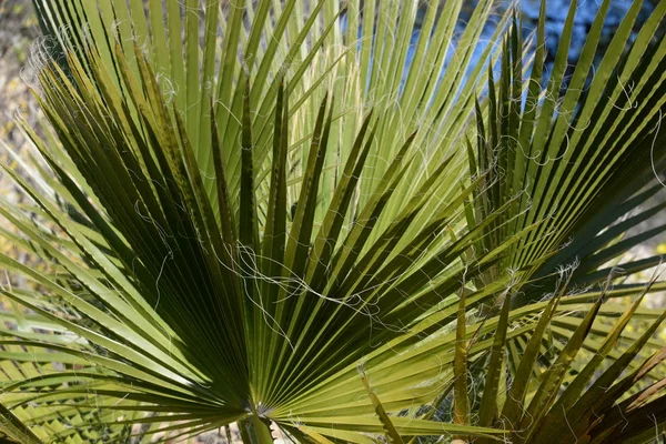 Feuilles Palmier Dans Province Alicante Costa Blanca Espagne — Photo