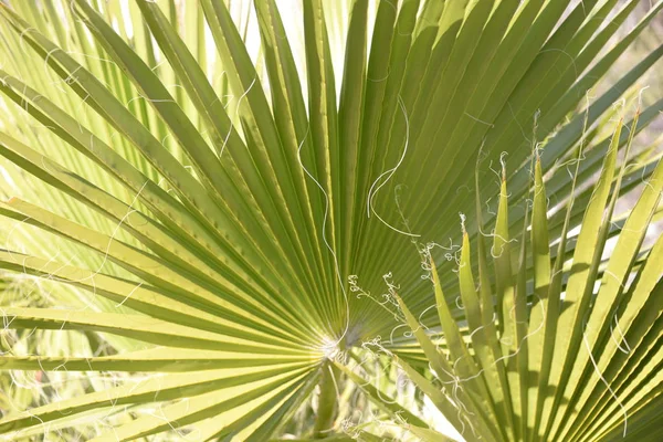 Listy Palmy Provincii Alicante Costa Blanca Španělsko — Stock fotografie