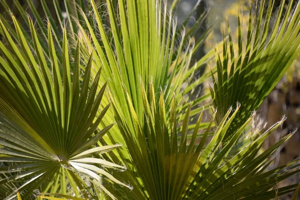 Liście Palmy Prowincji Alicante Costa Blanca Hiszpania — Zdjęcie stockowe