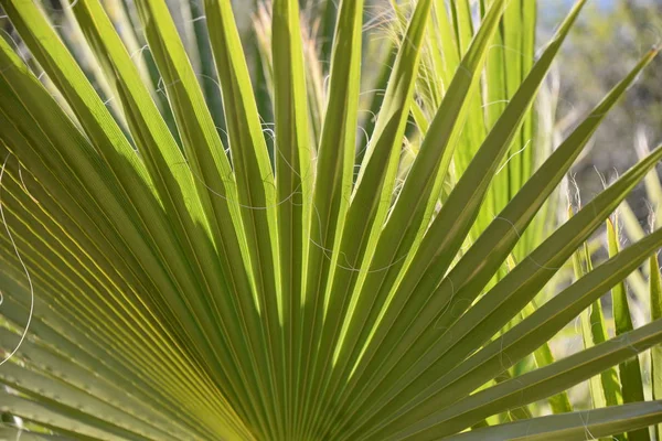 Spanya Nın Alicante Eyaletinde Palmiye Yaprakları — Stok fotoğraf