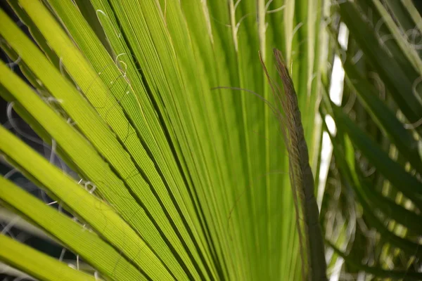 Feuilles Palmier Dans Province Alicante Costa Blanca Espagne — Photo