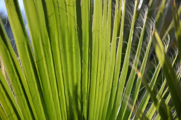 Feuilles Palmier Dans Province Alicante Costa Blanca Espagne — Photo