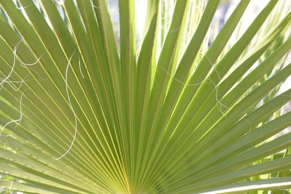 Liście Palmy Prowincji Alicante Costa Blanca Hiszpania — Zdjęcie stockowe