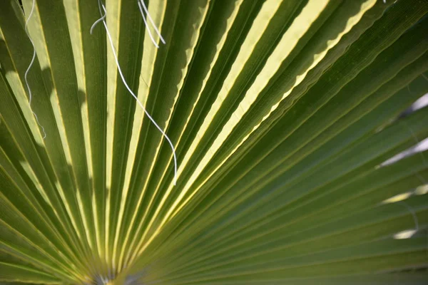 Пальма Виходить Провінції Аліканте Коста Бланка Іспанія — стокове фото