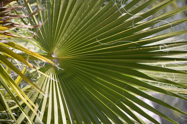 Hojas Palmera Provincia Alicante Costa Blanca España —  Fotos de Stock