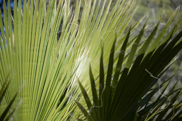 Liście Palmy Prowincji Alicante Costa Blanca Hiszpania — Zdjęcie stockowe