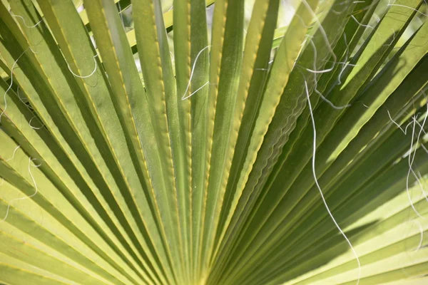 Feuilles Palmier Dans Province Alicante Costa Blanca Espagne — Photo