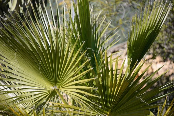 Palmbladeren Provincie Alicante Costa Blanca Spanje — Stockfoto