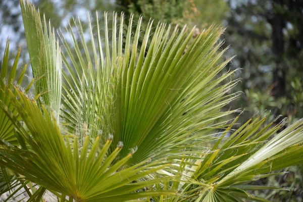 Feuilles Palmier Dans Province Alicante Costa Blanca Espagne — Photo