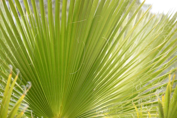 Feuilles Palmier Dans Province Alicante Costa Blanca Espagne — Photo