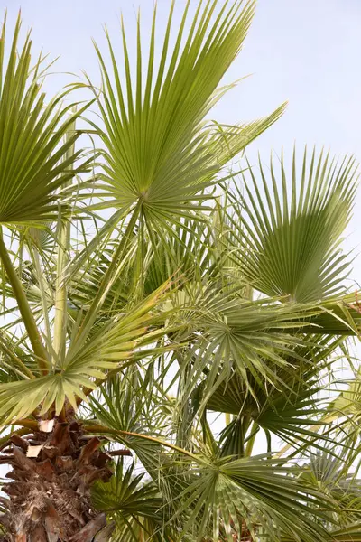 西班牙科斯塔布兰卡阿利坎特省的棕榈叶 — 图库照片