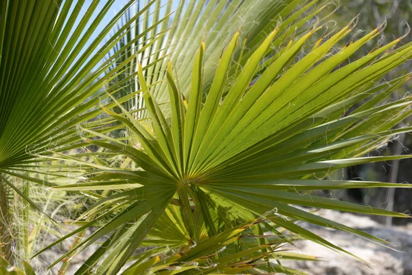 Listy Palmy Provincii Alicante Costa Blanca Španělsko — Stock fotografie