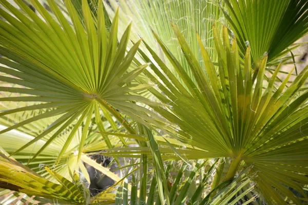 Palmenblätter Der Provinz Alicante Costa Blanca Spanien — Stockfoto