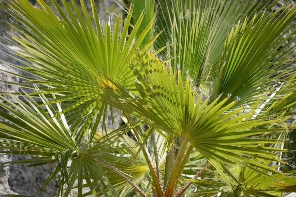 Palm Leaves Alicante Tartományban Costa Blanca Spanyolország — Stock Fotó