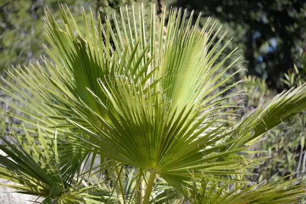 Palmenblätter Der Provinz Alicante Costa Blanca Spanien — Stockfoto