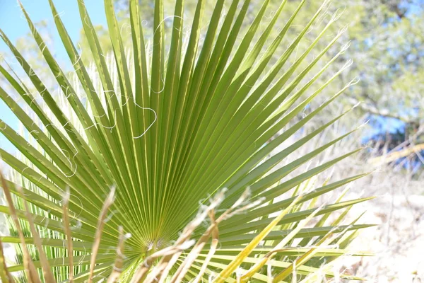 Listy Palmy Provincii Alicante Costa Blanca Španělsko — Stock fotografie