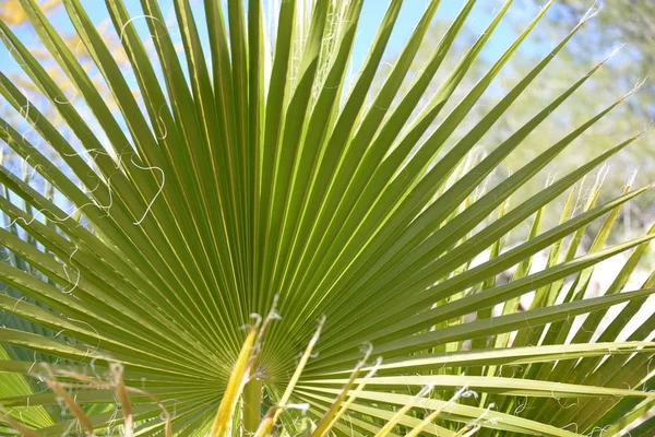 Palmenblätter Der Provinz Alicante Costa Blanca Spanien — Stockfoto