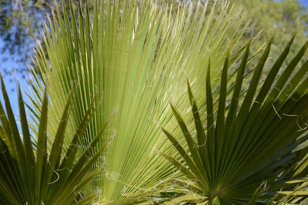 Palm Leaves Alicante Tartományban Costa Blanca Spanyolország — Stock Fotó