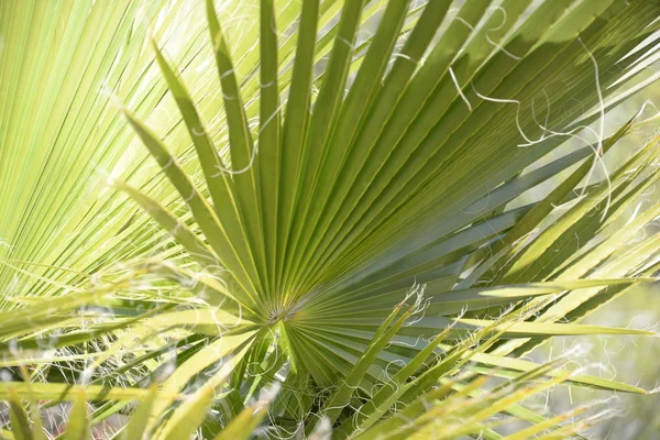 Palm Leaves Alicante Tartományban Costa Blanca Spanyolország — Stock Fotó