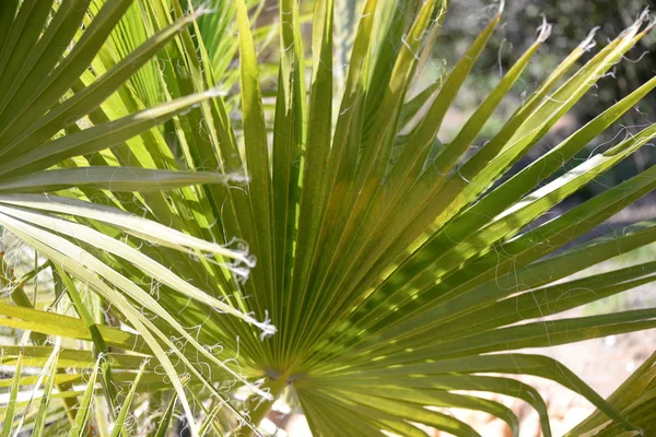 Palmblad Provinsen Alicante Costa Blanca Spanien — Stockfoto